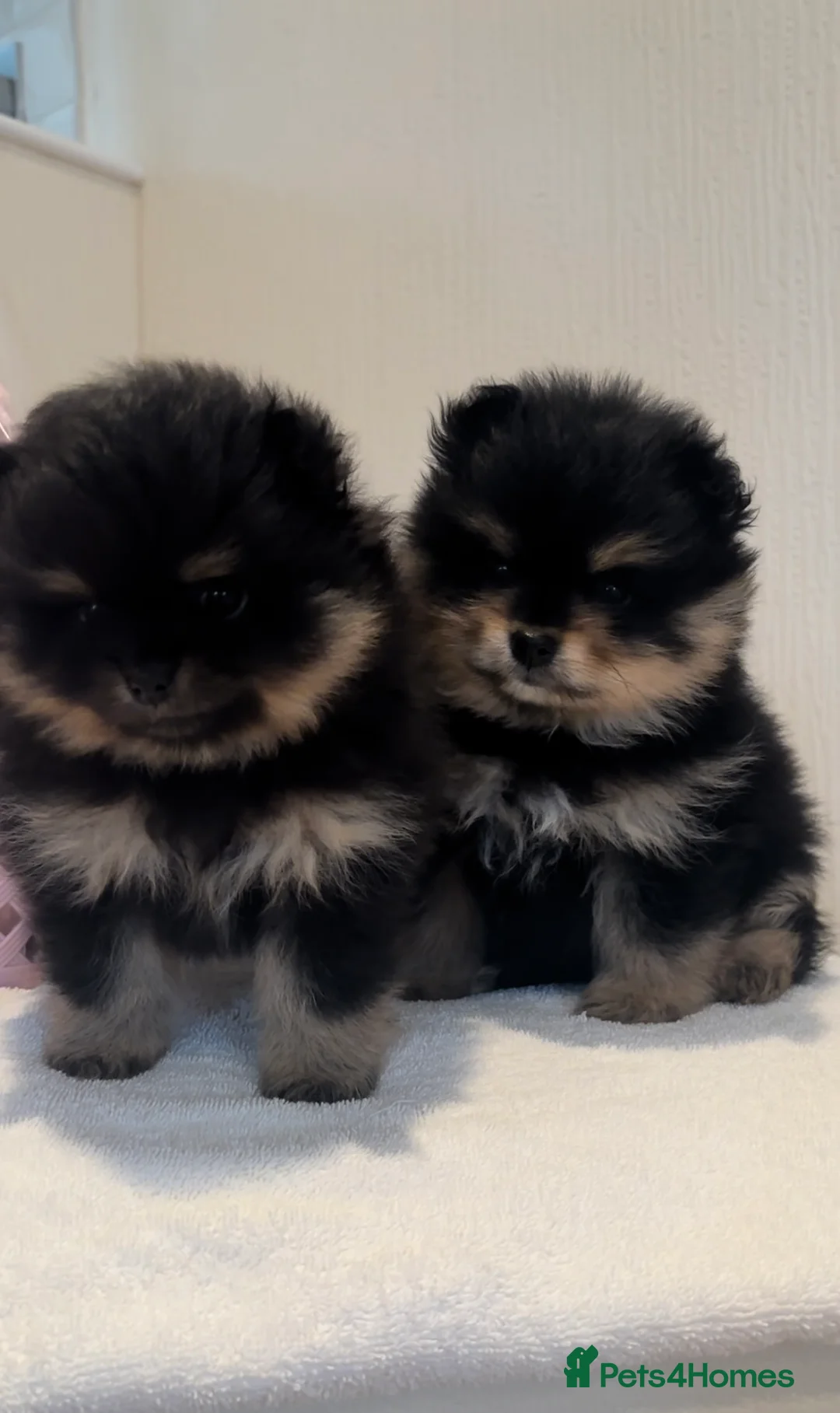 Pomeranian dogs for sale: Black and Tan Pomeranian puppies - Advert 1