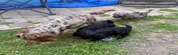 Cockapoo dogs for sale: Beautiful cockapoo pups for sale - Advert 9