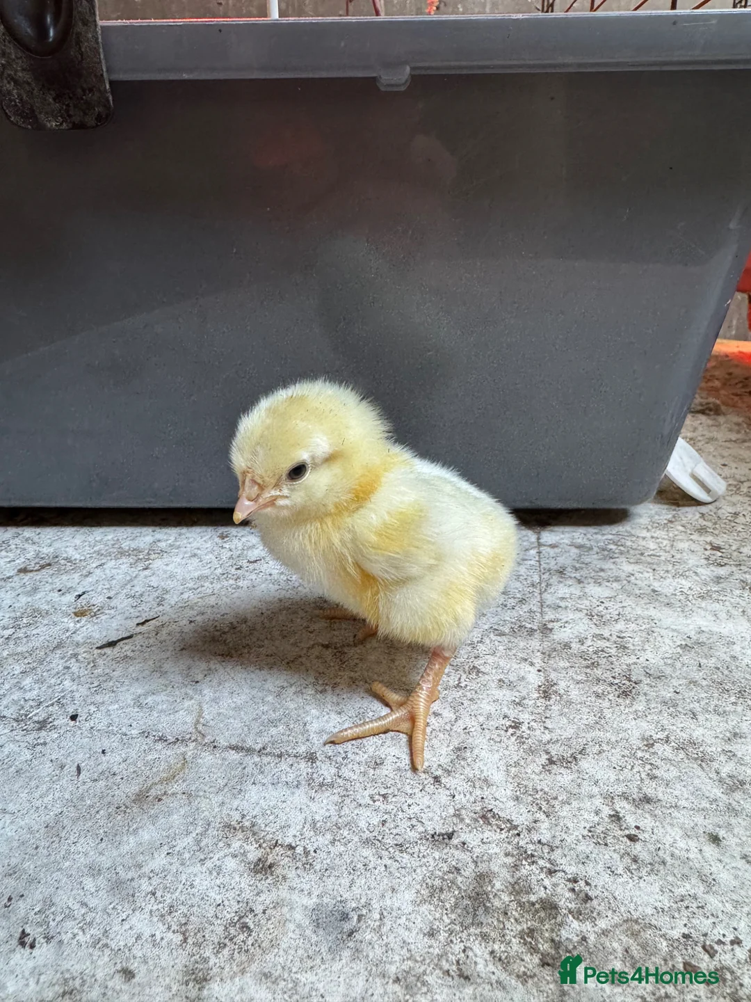Mixed Breed poultry for sale: Unsexed light Sussex chick & quail chicks  - Advert 3