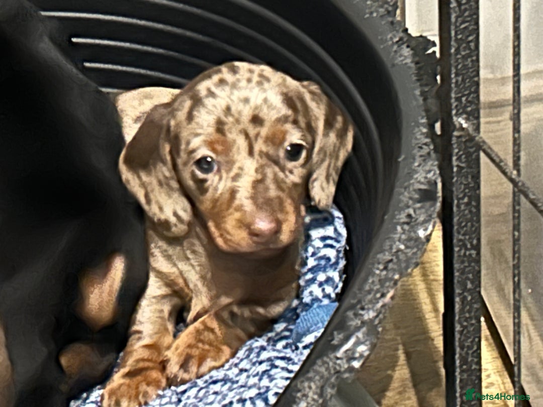 Miniature Dachshund dogs for sale: 🐾 Adorable mini dachshund puppies 🐾 - Image 10