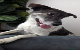 Mixed Breed dogs for adoption: Candy - Urgent Foster or FVA Home Required - Image 4