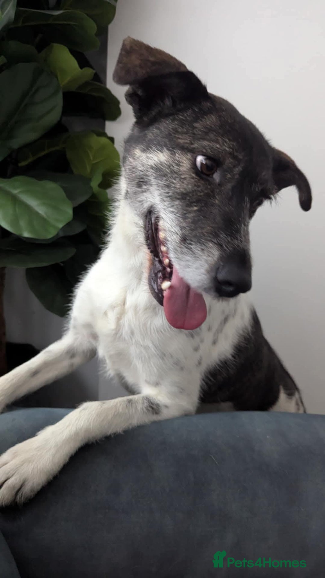 Mixed Breed dogs for adoption: Candy - Urgent Foster or FVA Home Required - Image 4