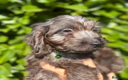 Cockapoo dogs for sale: Stunning Cockerpoo Puppies - Image 7