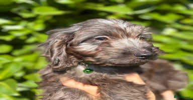 Cockapoo dogs - Advert 11