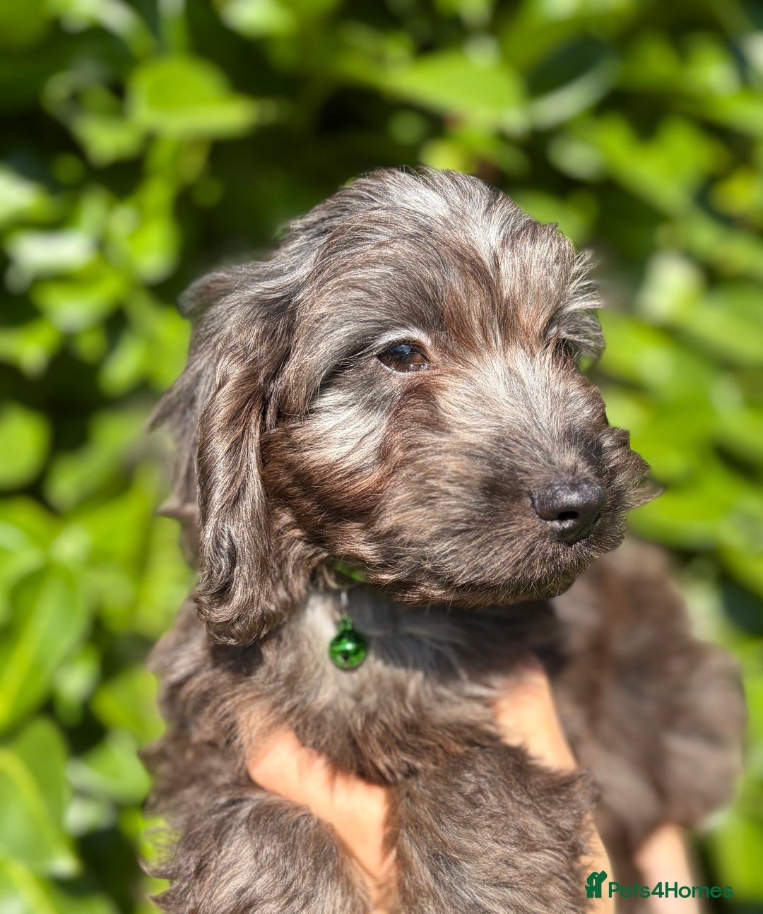 Cockapoo dogs for sale: Stunning Cockerpoo Puppies - Image 7