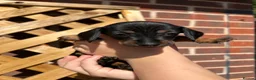 Dachshund dogs for sale: 7 beautiful dachshund puppies  - Advert 14
