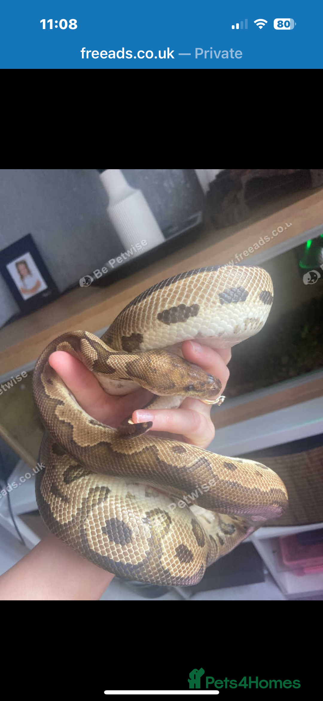 Python Snake reptiles for sale: Royal python  - Image 3