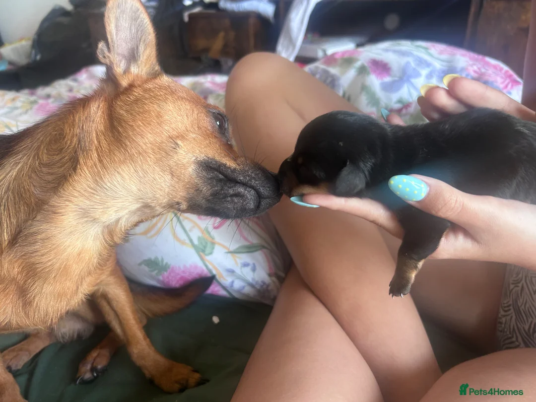 Mixed Breed dogs for sale: Miniature dashchundxminature dashchundxPomeranian  in Southampton - Advert 2