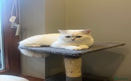 British Shorthair cats for sale: Chubby British Shorthair Kittens  in Grimsby - Image 3