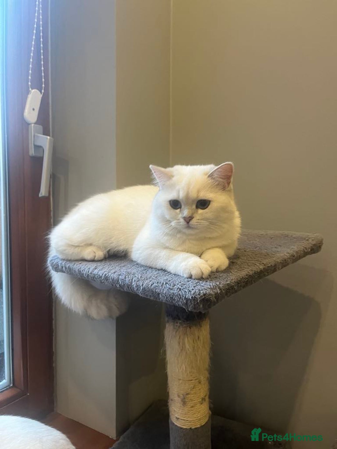 British Shorthair cats for sale: Chubby British Shorthair Kittens  in Grimsby - Image 3