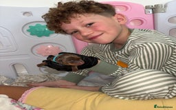 Miniature Dachshund dogs for sale: Miniature dachshund pups for sale 2 boys 1 girl  - Image 25