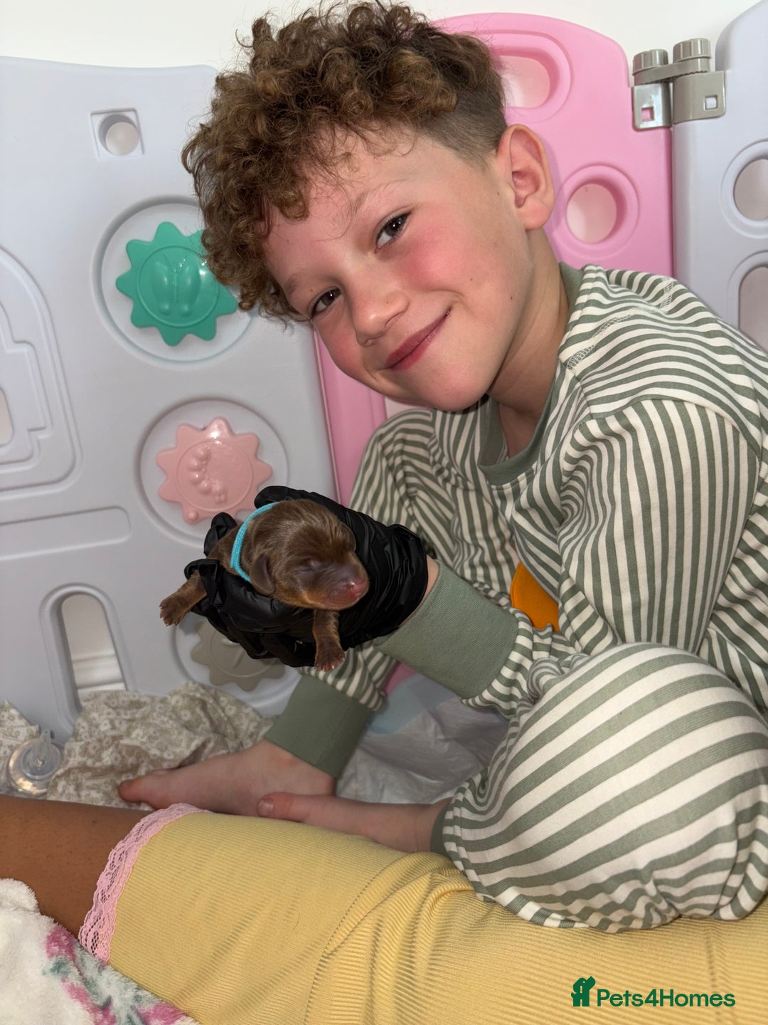 Miniature Dachshund dogs for sale: Miniature dachshund pups for sale 2 boys 1 girl  - Image 25
