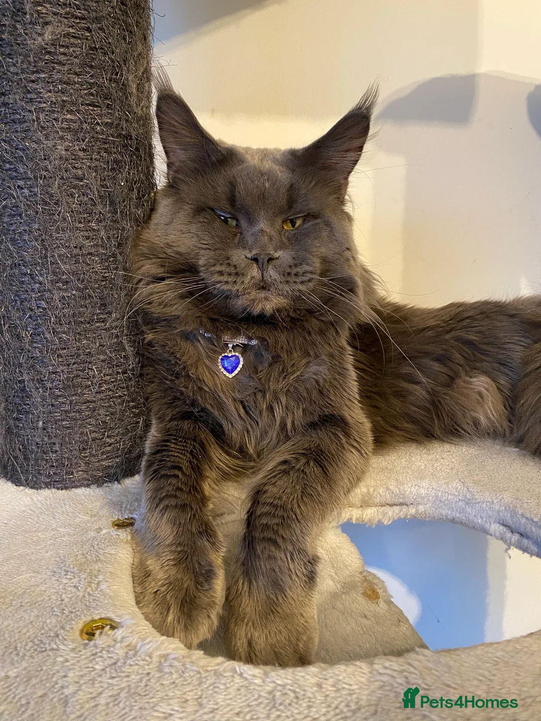 Maine Coon cats for stud: SOLID*BLUE*MAINE*COON*Russian*🇷🇺*Line*for STUD. in London - Advert 12