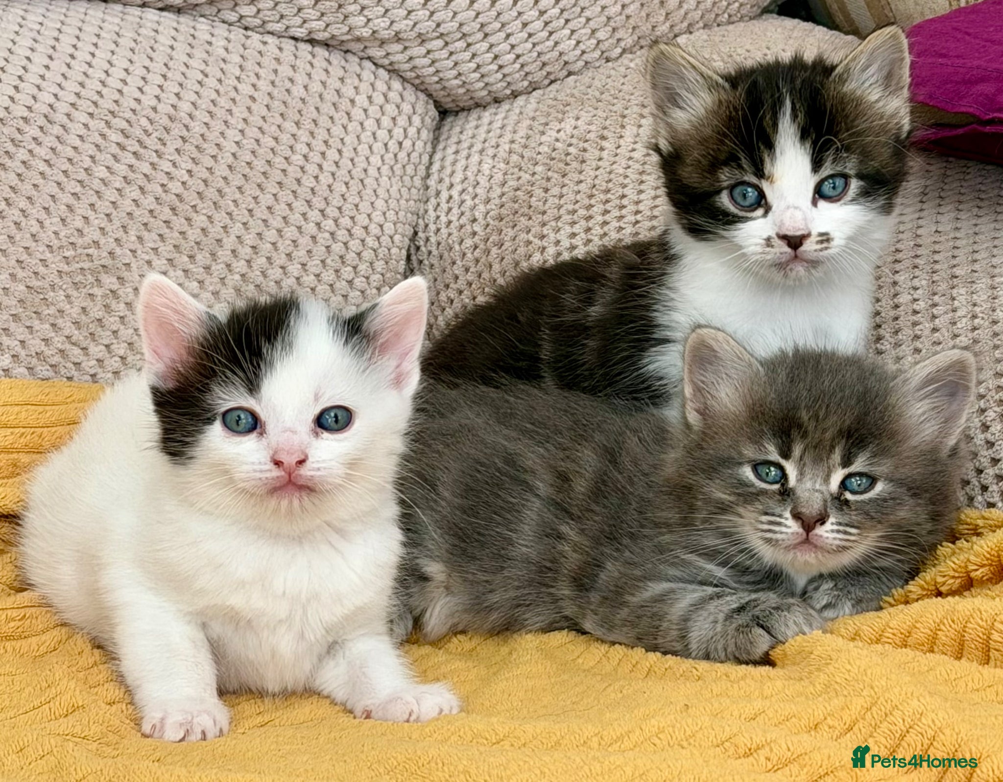 Mixed Breed cats for sale: Gorgeous, lovely Tabby kittens looking for home💕 - Advert 3