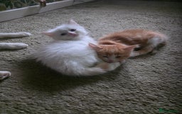 Maine Coon cats for sale: Polydactyl mainecoon/ragdoll 1 male left  - Image 1