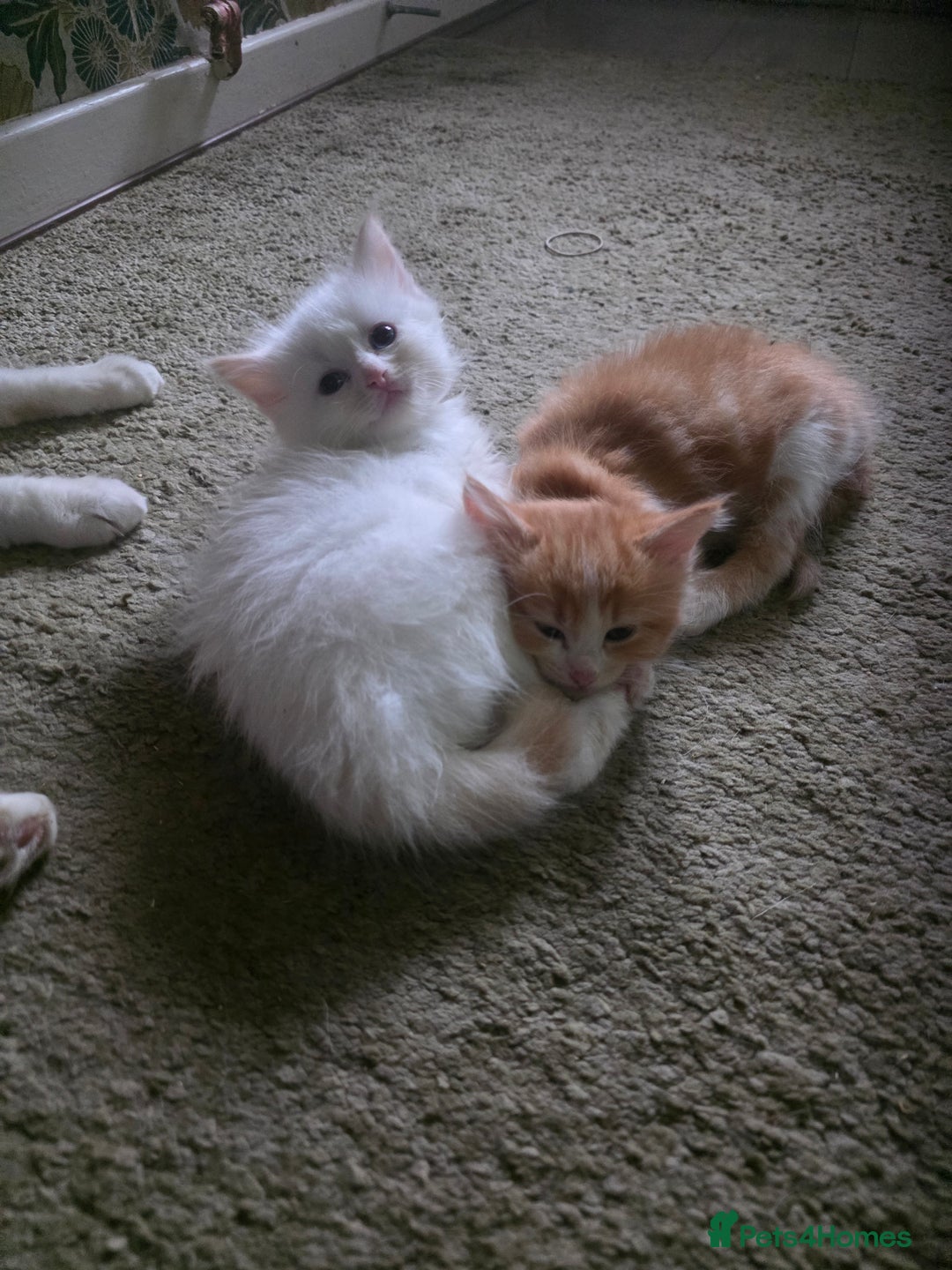 Maine Coon cats for sale: Polydactyl mainecoon/ragdoll 1 male left  - Image 1