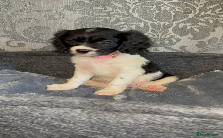 King Charles Spaniel dogs - Advert 2