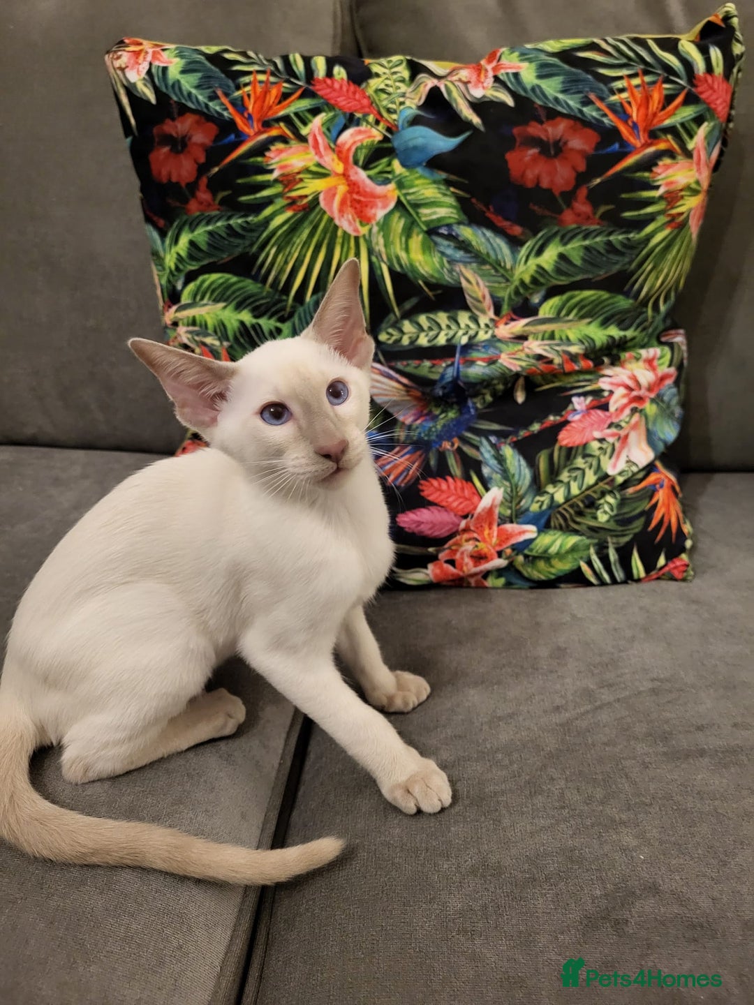 Siamese cats for sale: 2 GCCF Siamese Kittens Available - Advert 5