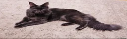 Maine Coon cats for stud: Maine Coon Stud - Advert 2