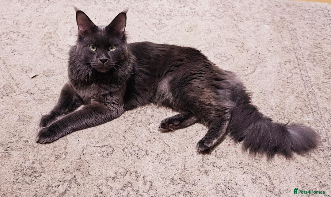 Maine Coon cats for stud: Maine Coon Stud - Advert 2