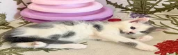 Mixed Breed cats for sale: 5 Beautiful Kittens for Sale mix of LONG - Advert 15