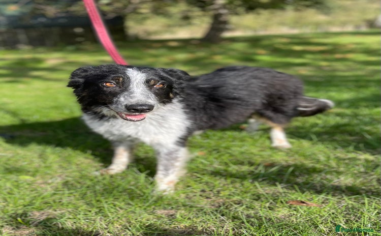Border Collie dogs - Advert 4