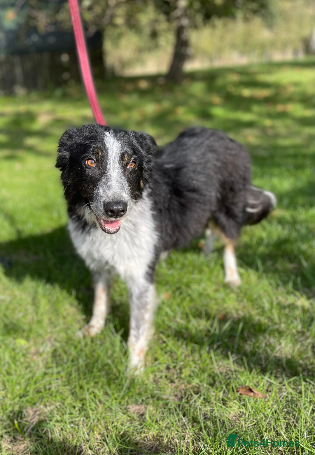 Border Collie dogs for sale: Gorgeous boy Jock  - Image 1