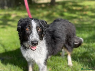 Border Collie dogs - Advert 8