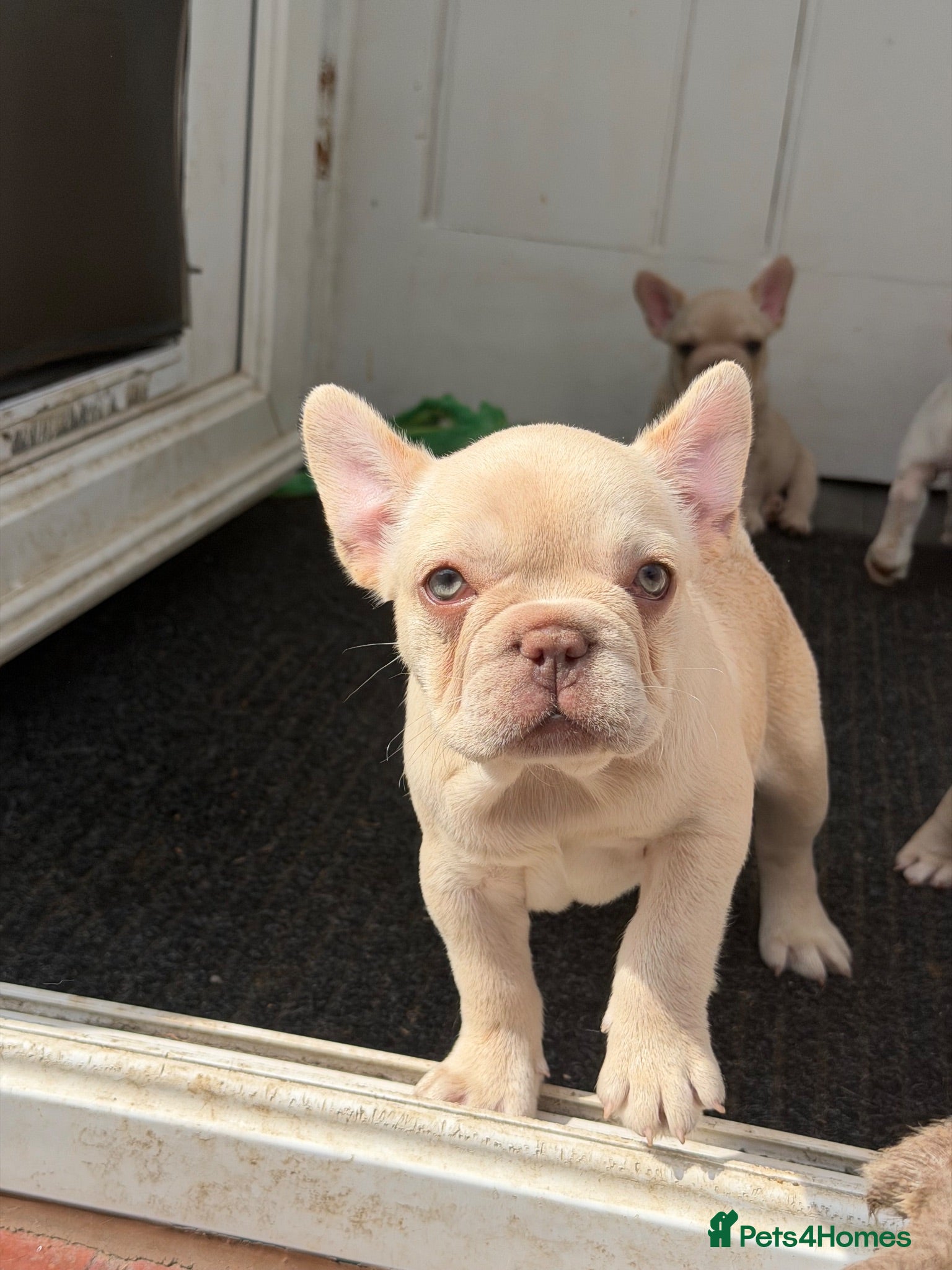 French Bulldog dogs  French bulldog puppies/Health Tested Parent - Advert 1