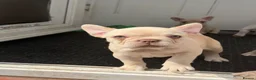 French Bulldog dogs for sale:  French bulldog puppies/Health Tested Parent - Advert 7