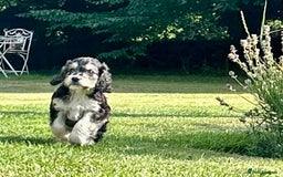 Cockapoo dogs for sale: Cockapoo Puppies ready to go this weekend  - Image 9