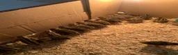Quail poultry for sale: Laying Hen Quails in Abertillery - Advert 4
