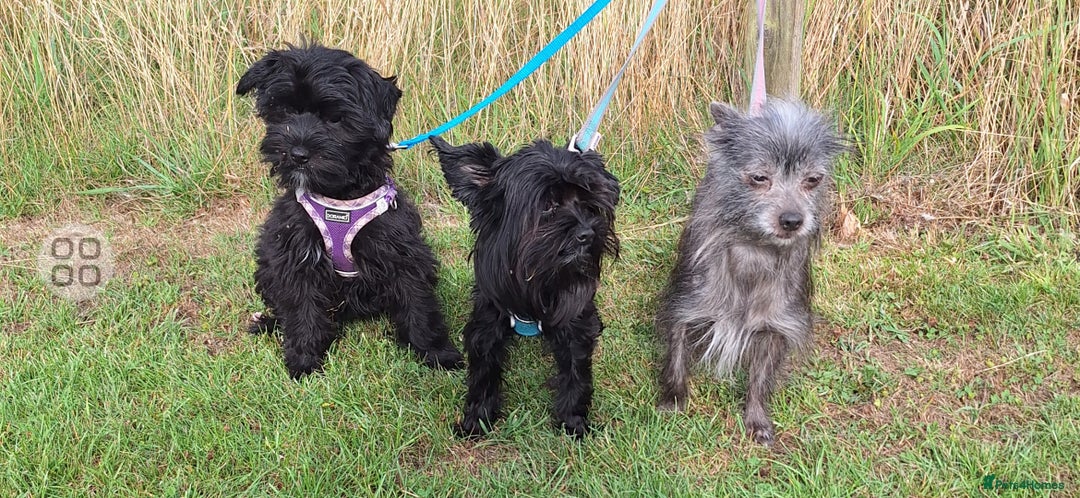 Mixed Breed dogs for sale: BUDDYBEAR - Image 2