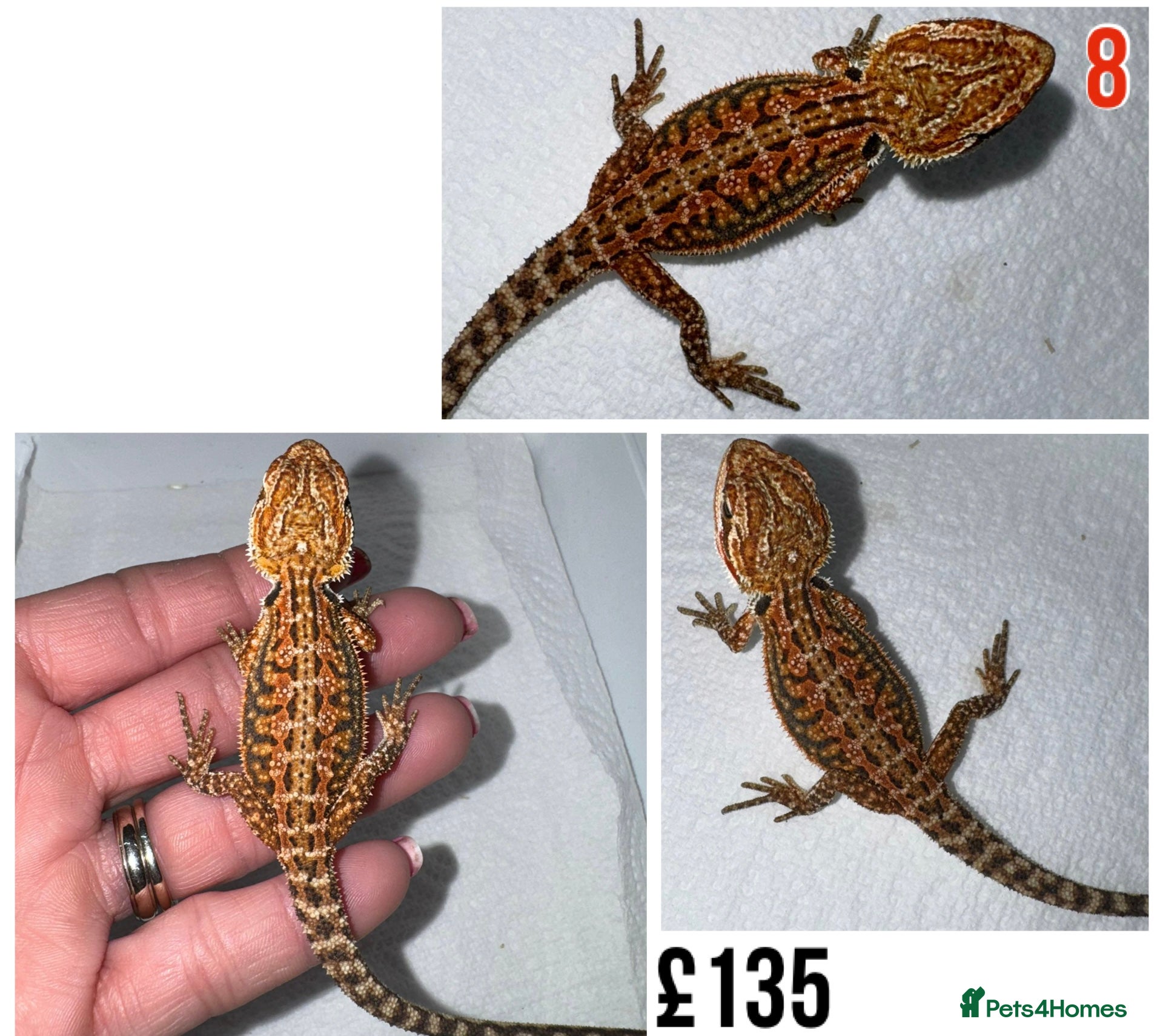 Bearded Dragon reptiles for sale: Baby Bearded Dragons For Sale! - Advert 16