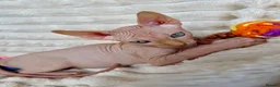 Sphynx cats for sale: Canadian Sphynx Kittens  - Advert 2