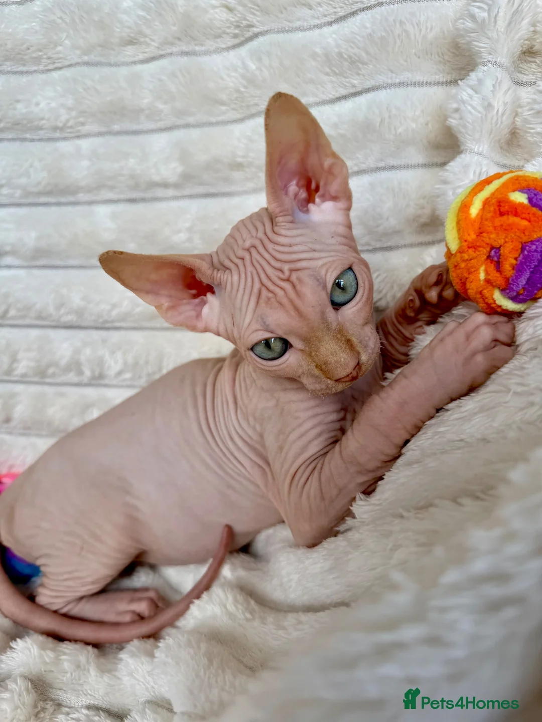 Sphynx cats for sale: Canadian Sphynx Kittens  - Advert 2