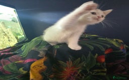 Mixed Breed cats for sale: SweetPlayfulKitten–Socialised with Dog 😻 - Image 15