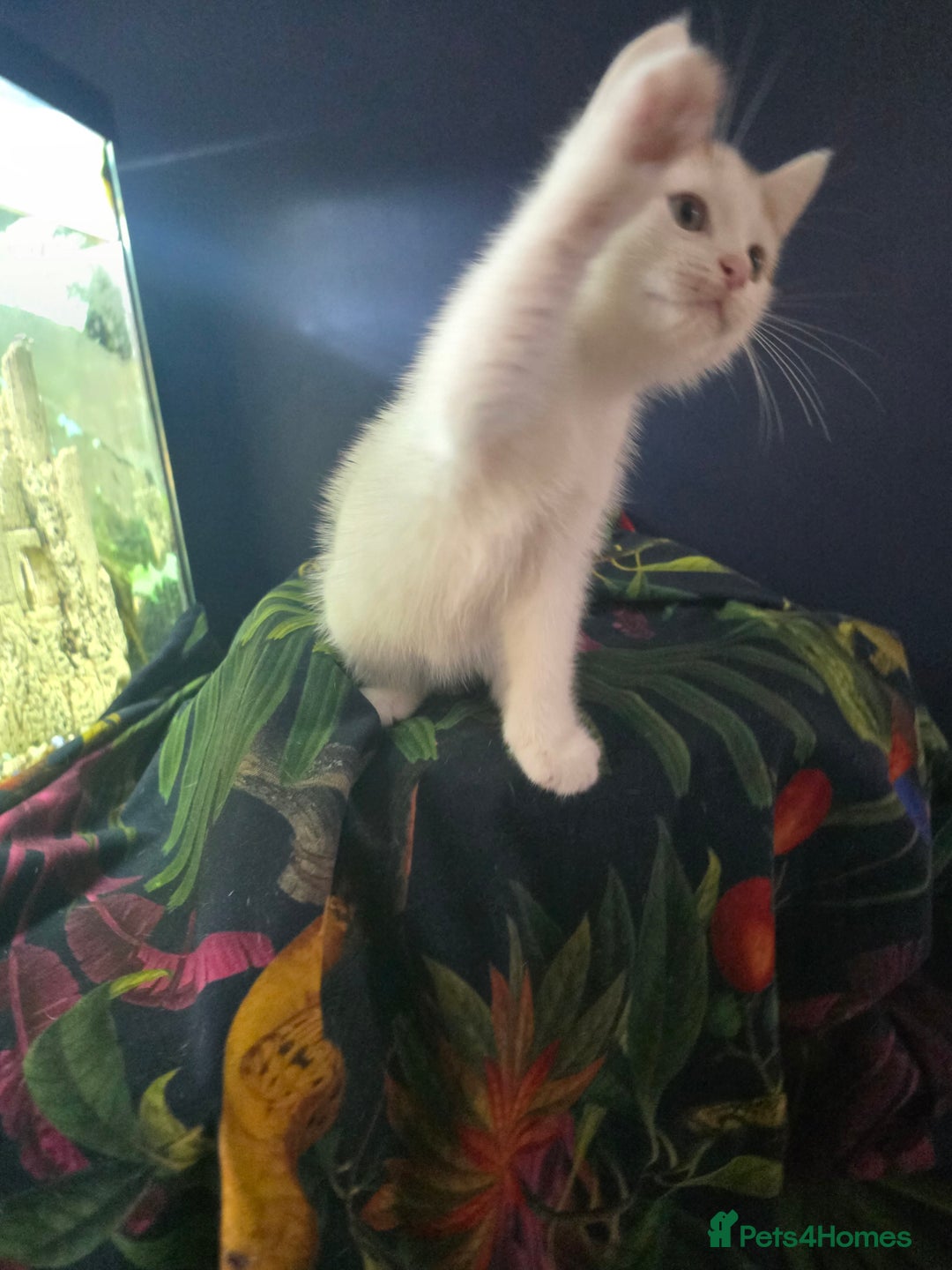 Mixed Breed cats for sale: SweetPlayfulKitten–Socialised with Dog 😻 - Image 15