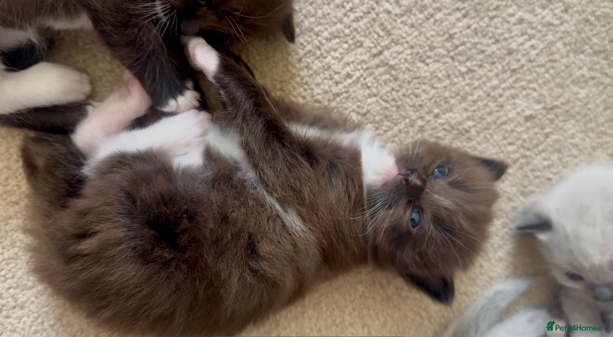 Ragdoll cats CINNAMON RAGDOLLS - GIRL AND BOY 🐻🤎🧸 - Advert 1
