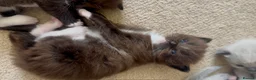 Ragdoll cats for sale: CINNAMON RAGDOLLS - GIRL AND BOY 🐻🤎🧸 - Advert 3