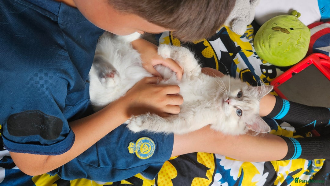 Ragdoll cats for sale: Beautiful Blue Eye, White Female Ragdoll - Image 10