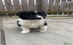 Border Collie dogs for sale: Red and white border collie/Sheepdog Pups - Image 37