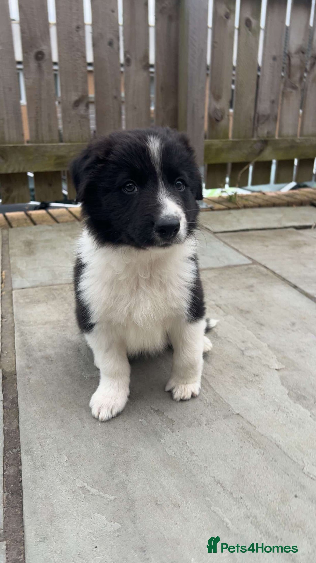 Border Collie dogs for sale: Red and white border collie/Sheepdog Pups - Image 37