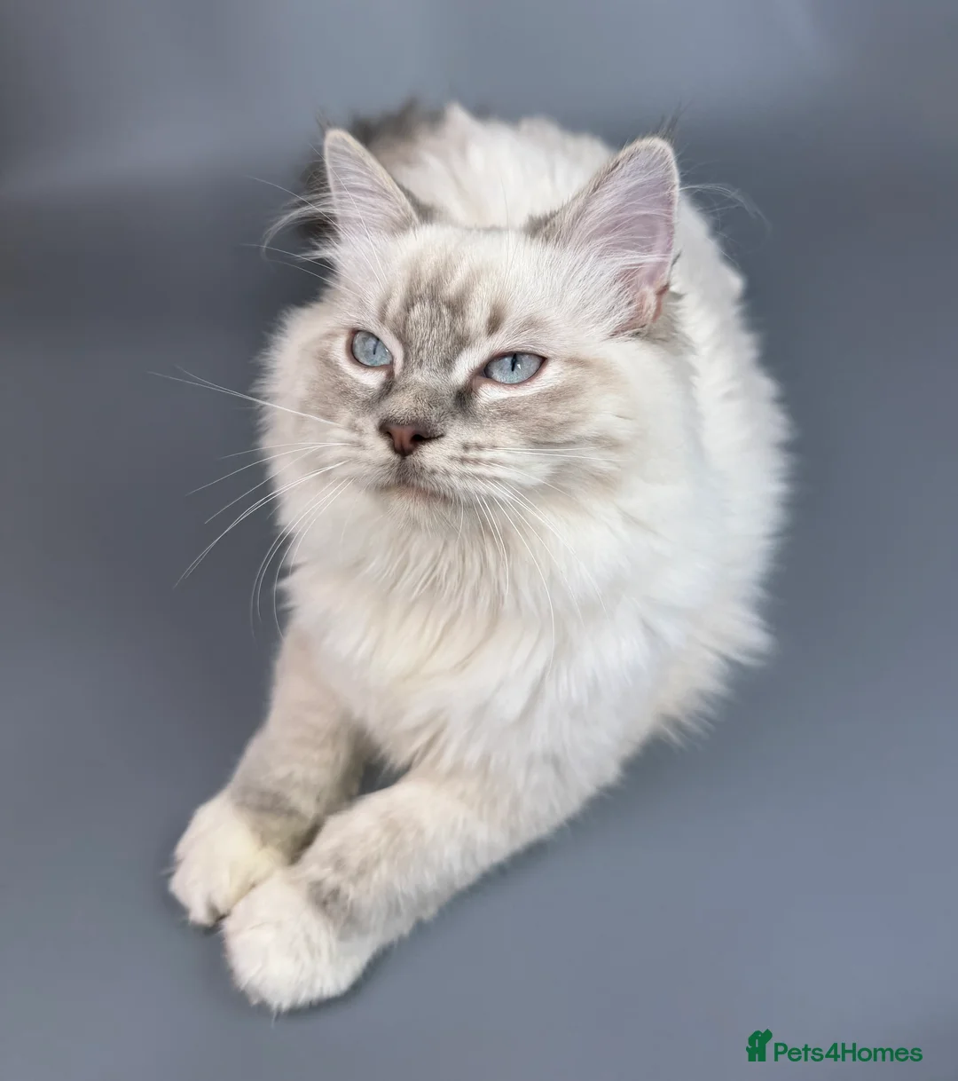 Ragdoll cats for sale: BONDED RAGDOLL BROTHERS - HEALTH TESTED PARENTS - Advert 21