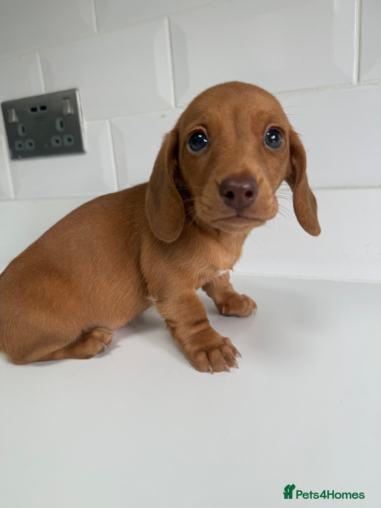 Miniature Dachshund dogs Miniature dachshunds boys can leave today 🤍 - Advert 16