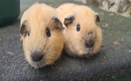 Guinea Pig rodents for sale: Californian baby male guinea pigs - Image 1