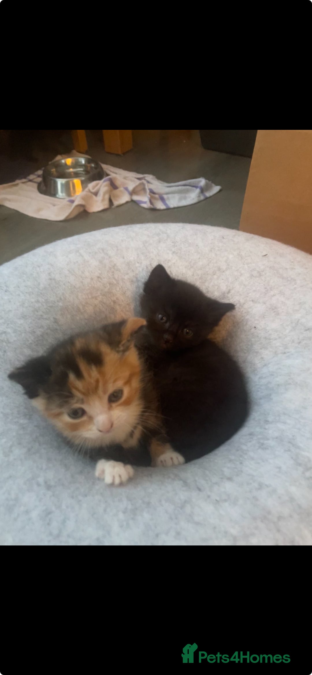 Domestic Shorthair cats for sale: Adorable kittens  - Image 11