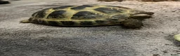 Tortoise reptiles for sale: Horsfield Tortoise in North Walsham - Advert 4