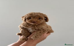 Cavapoo dogs for sale: Adorable Cavapoo Puppies – Ready for Loving Homes - Image 4