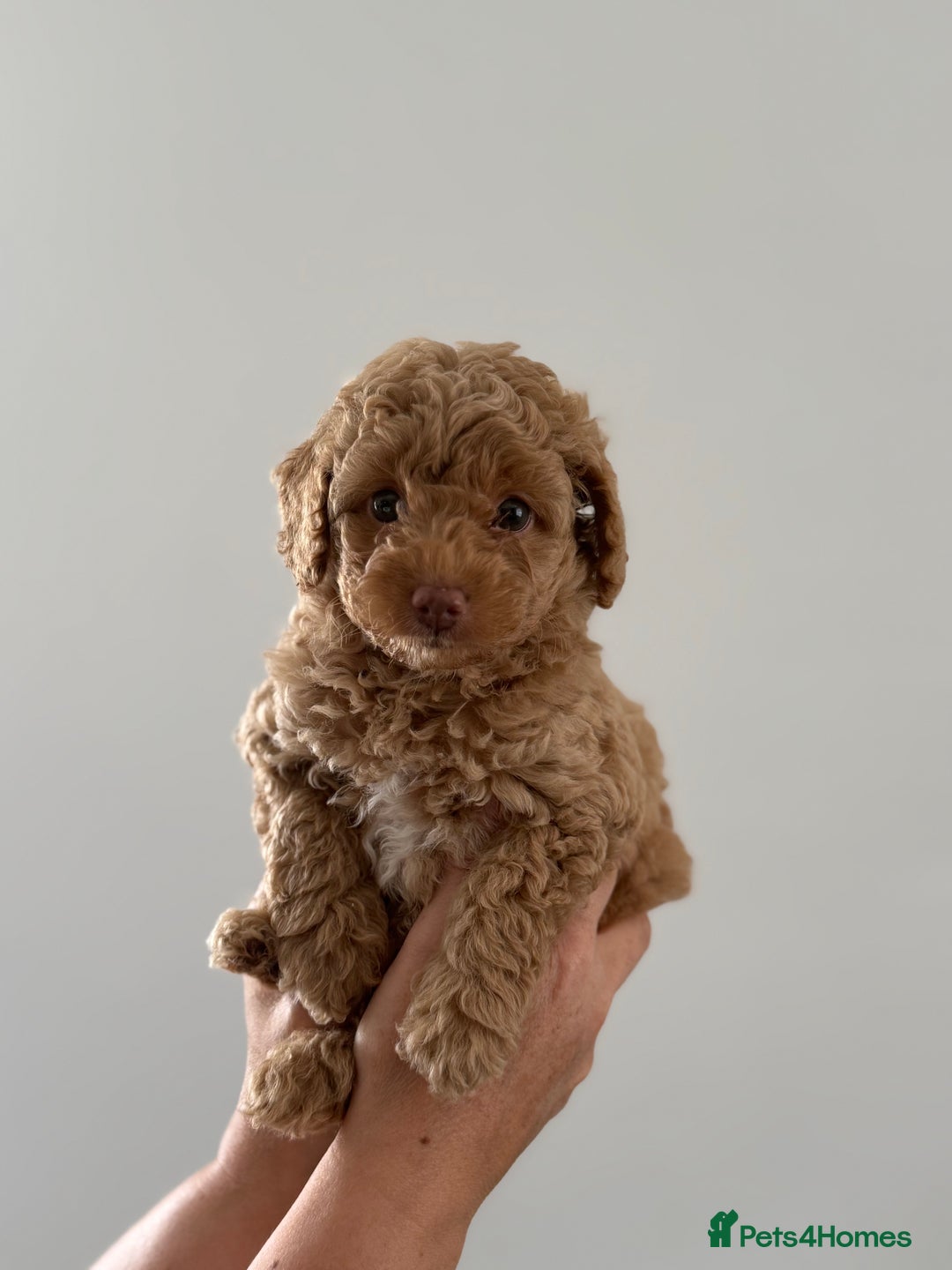 Cavapoo dogs for sale: Adorable Cavapoo Puppies – Ready for Loving Homes - Image 4